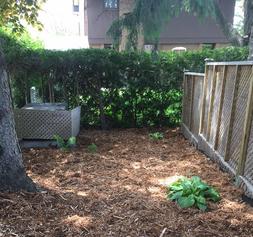 Mulched bed under a tree beside a fence